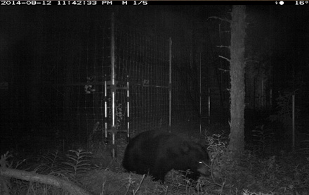A bear is detected on the edge of a camp using a trail cam.