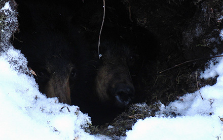 Hibernating bears found in an active den beside an active seismic line.